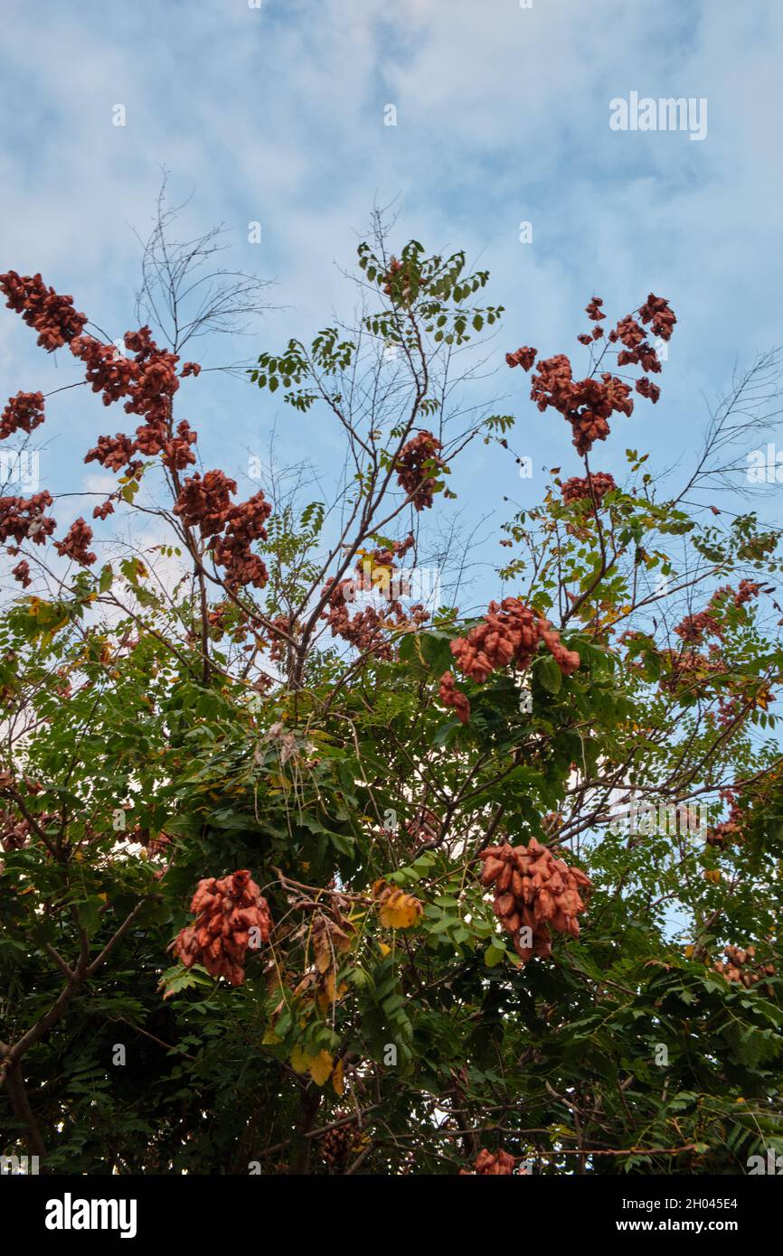 Detail of tree with many leaves in a contrapic plane with blue sky in ...