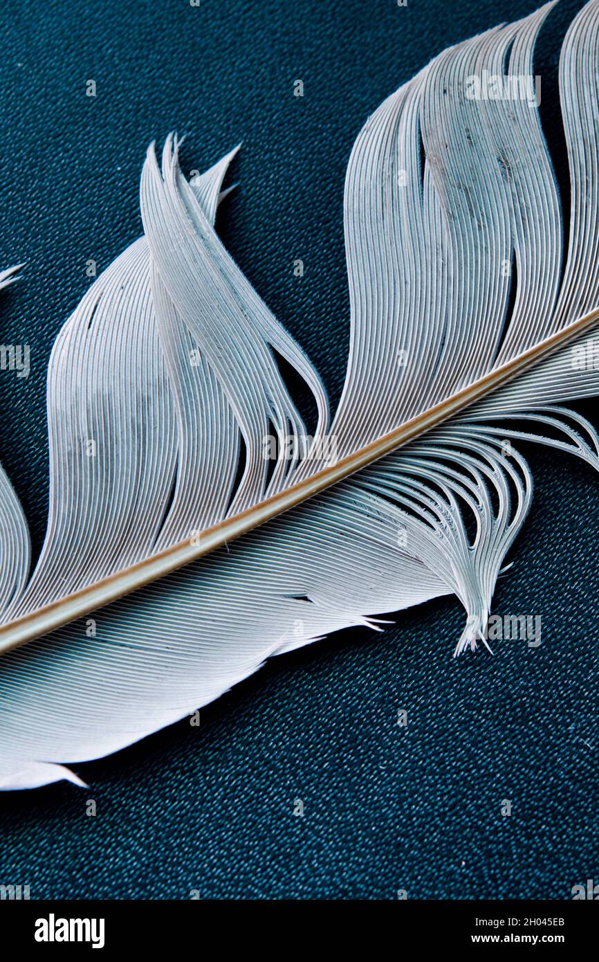 white bird feather close up Stock Photo