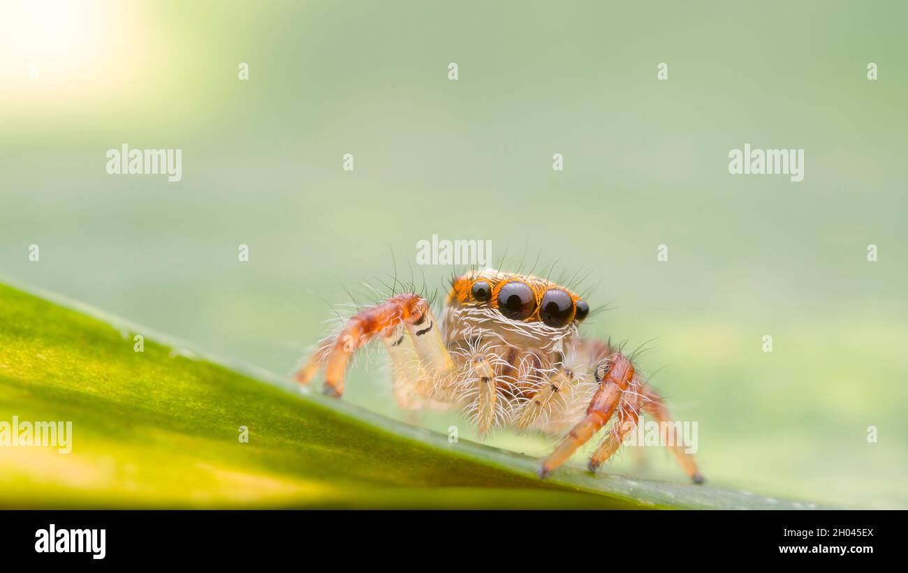 Macro of spider Stock Photo - Alamy