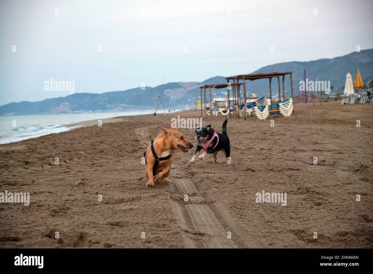 Two little dogs play on the beach at sunrise. Stock Photo