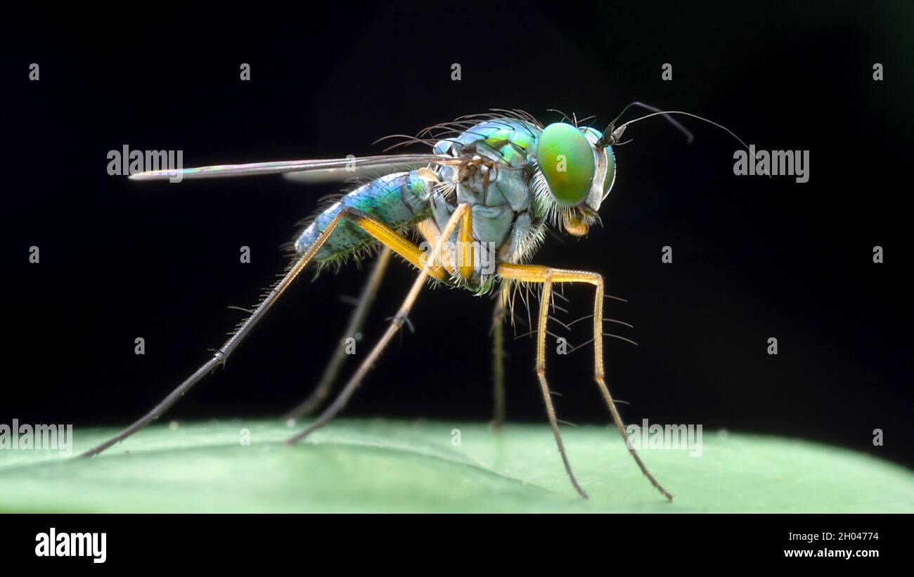 Macro of long legged fly Stock Photo