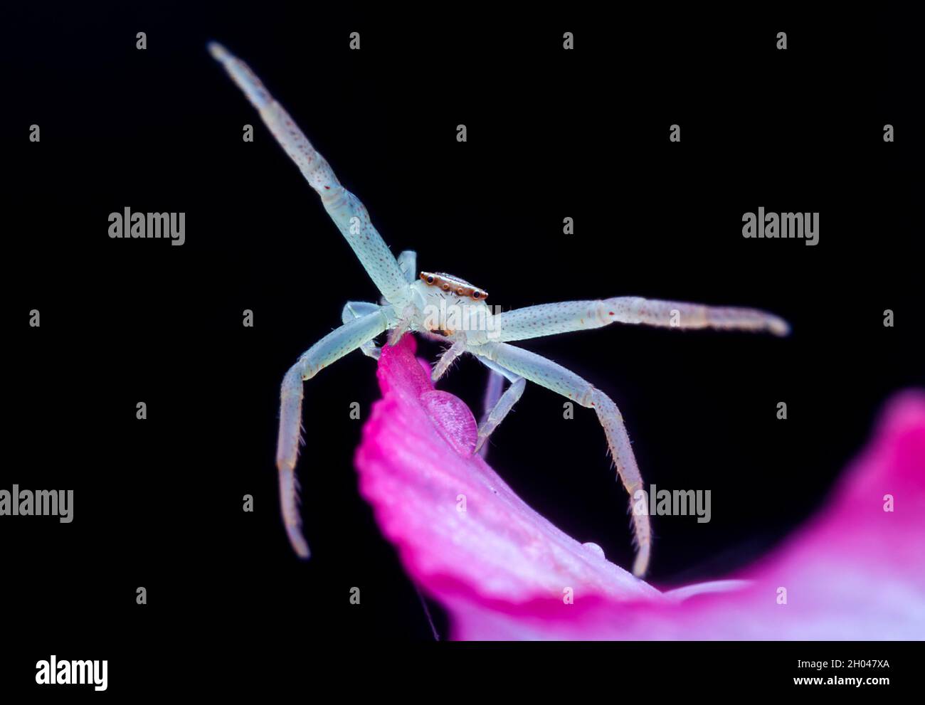 Macro of spider Stock Photo - Alamy