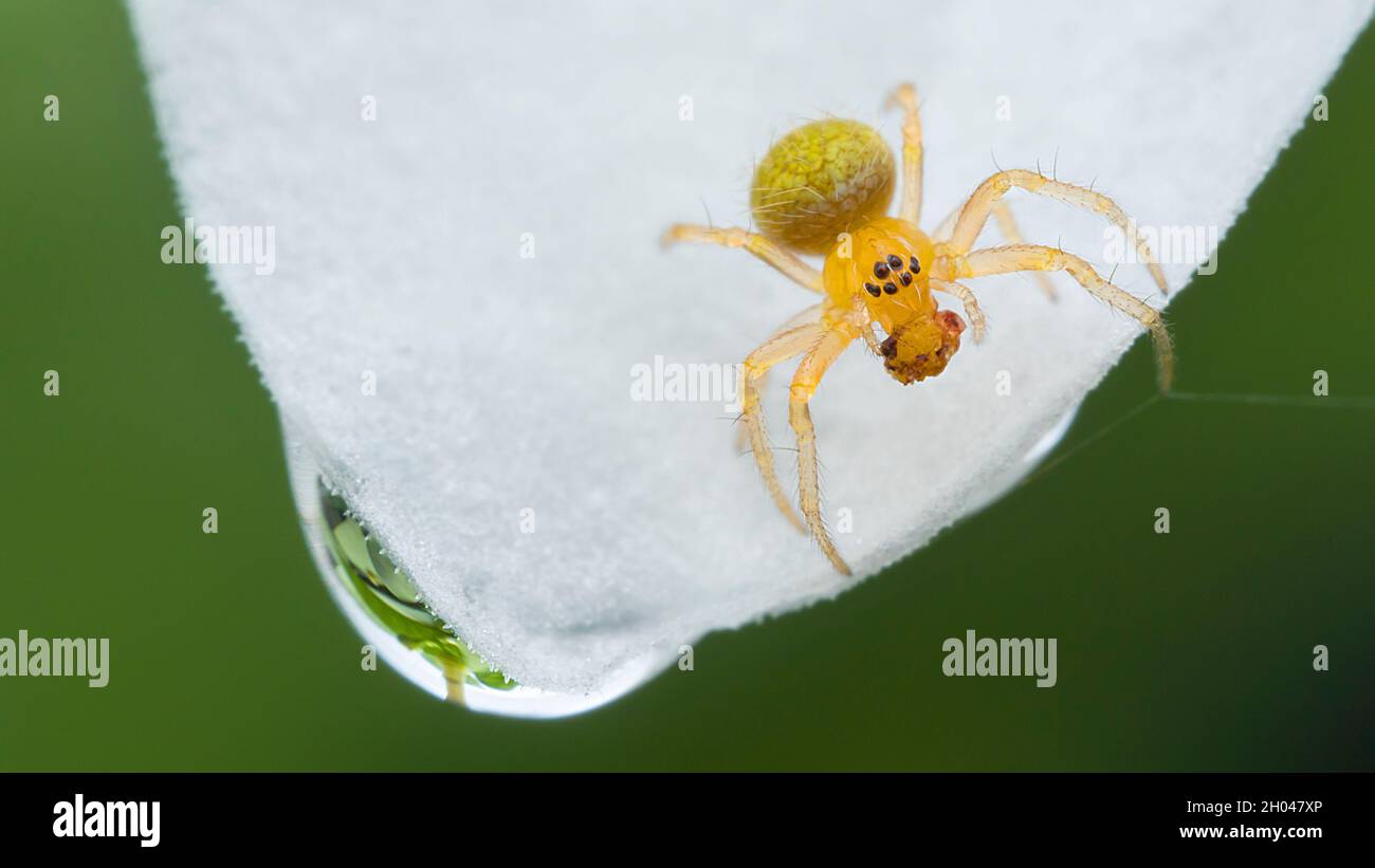 Macro of spider Stock Photo - Alamy