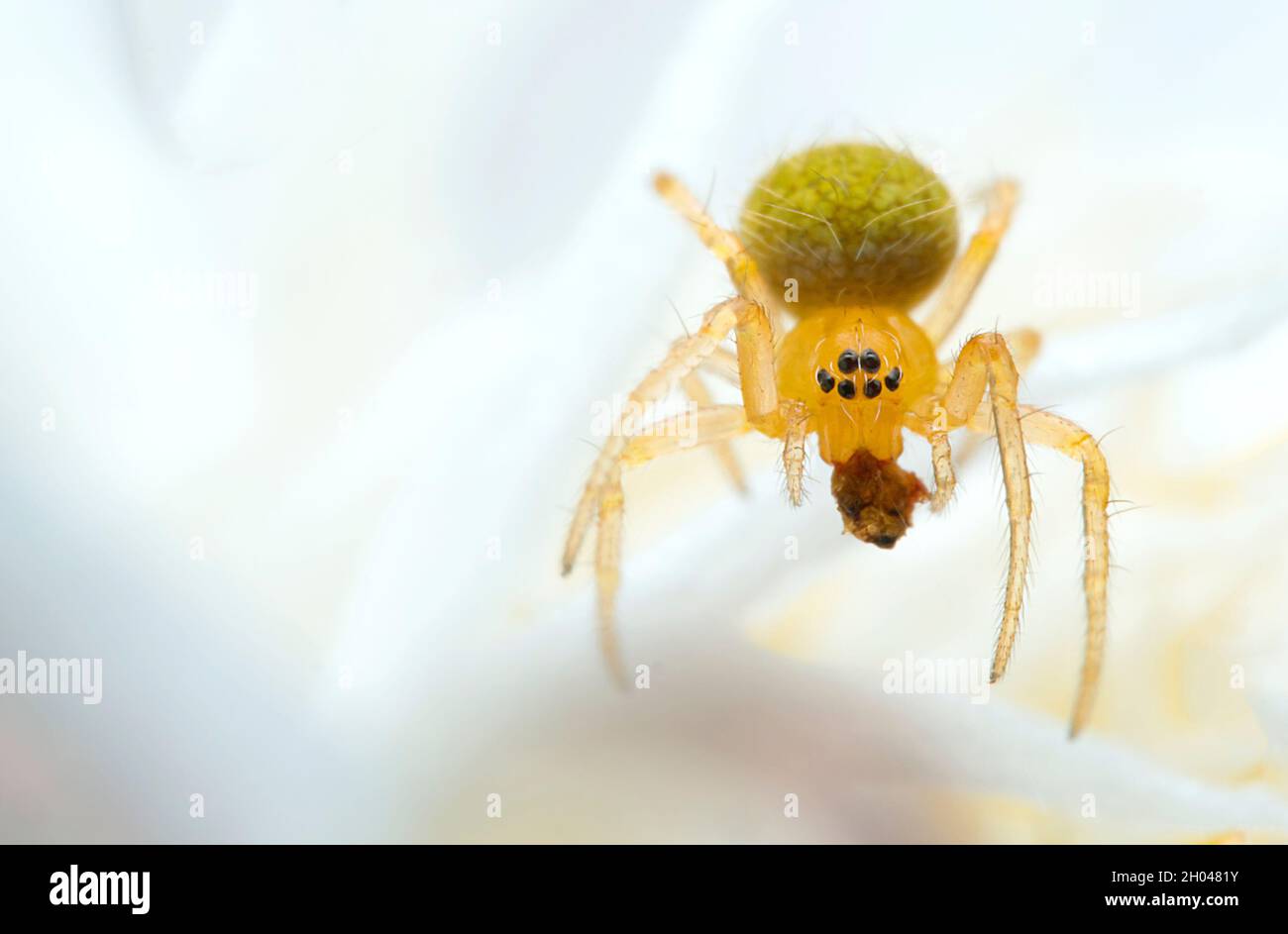 Macro of spider Stock Photo - Alamy