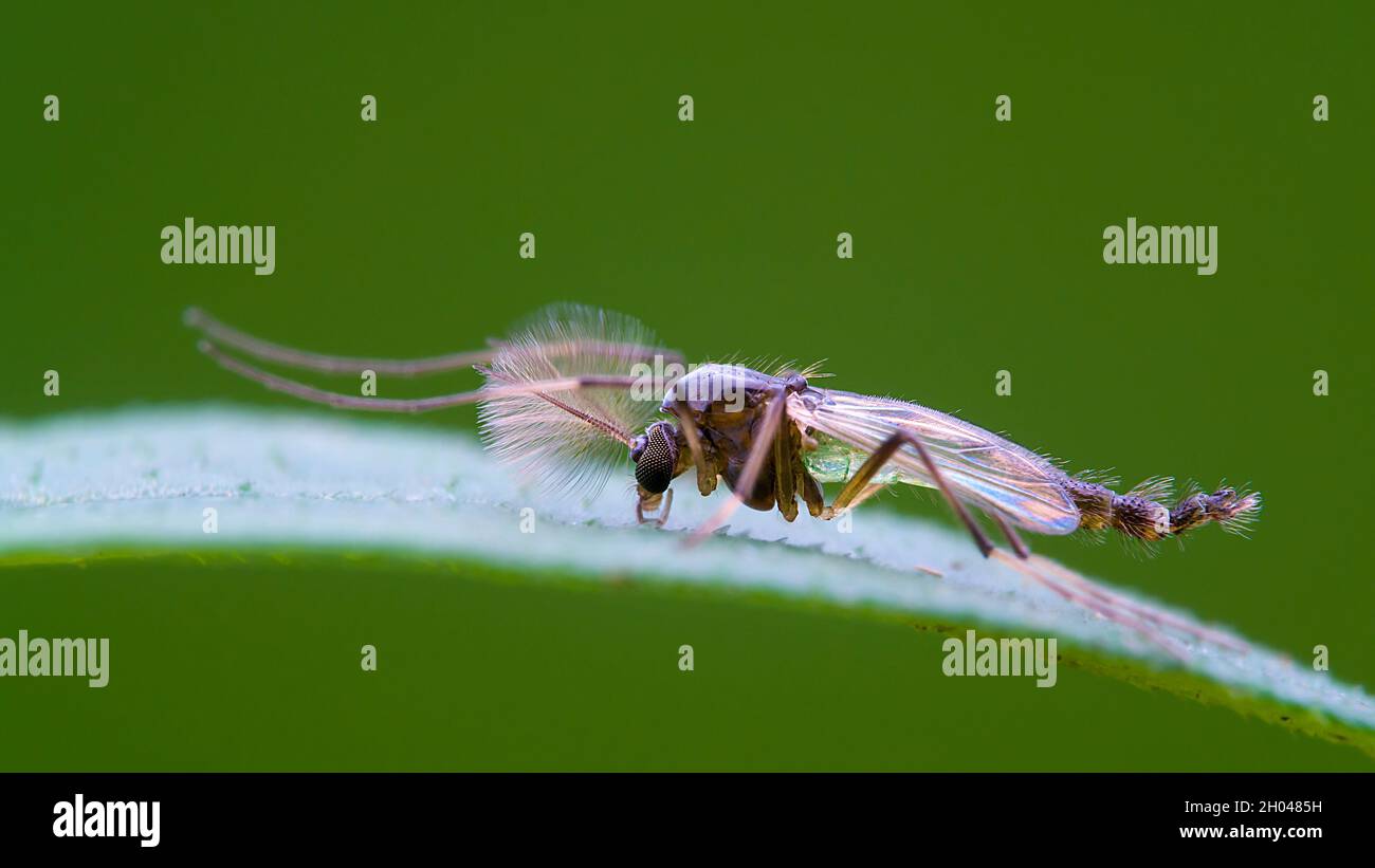 Macro of midge Stock Photo Alamy