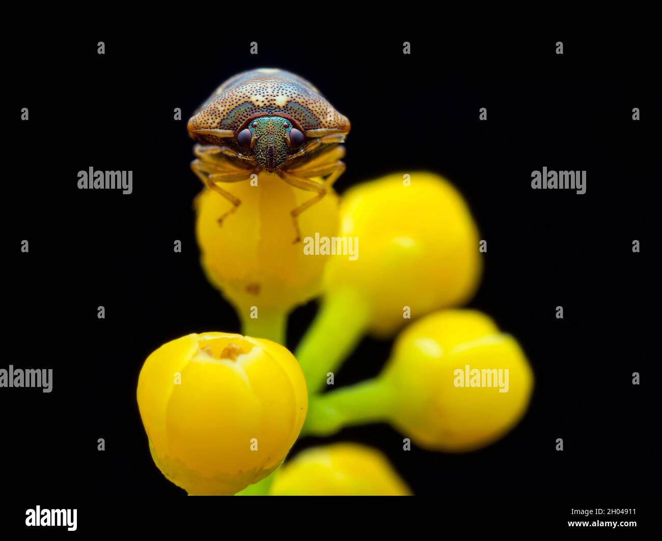 macro of shield bug Stock Photo Alamy