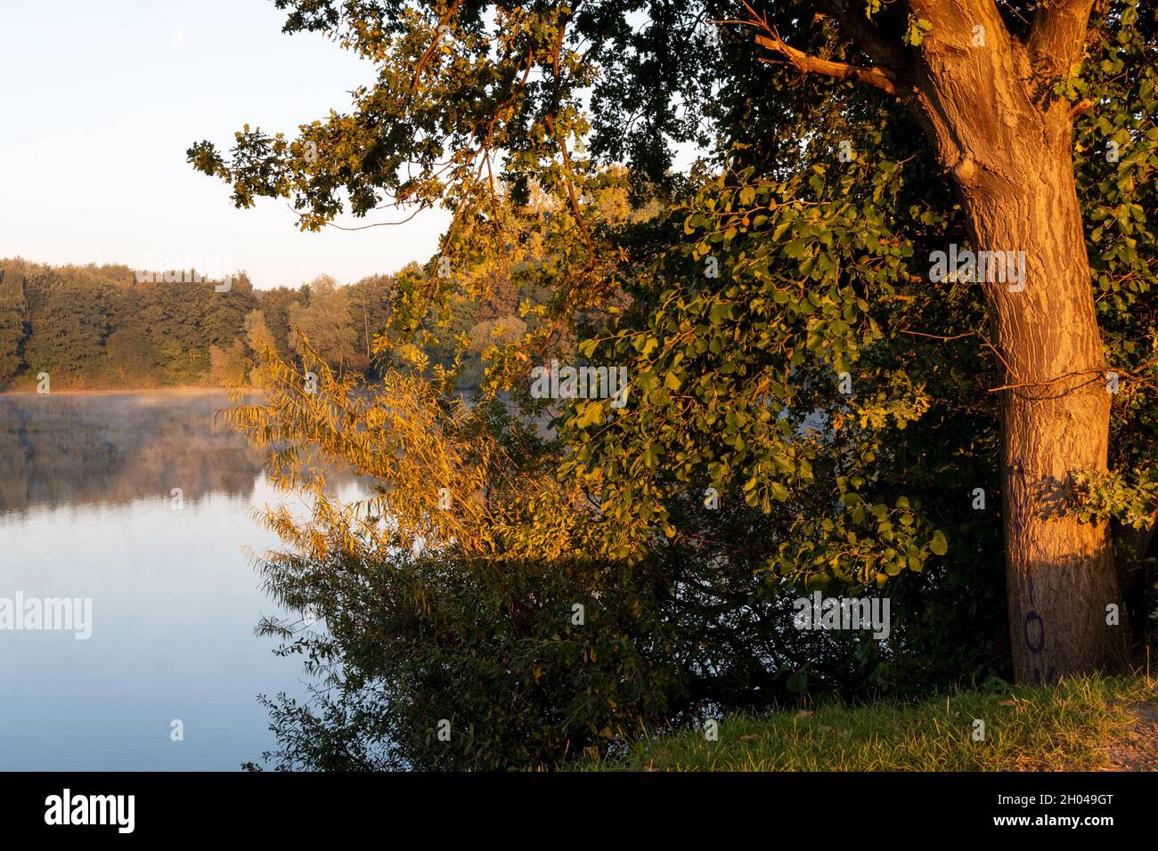 Die goldene Oktobersonne bringt einen Baum zum leuchten Stock Photo