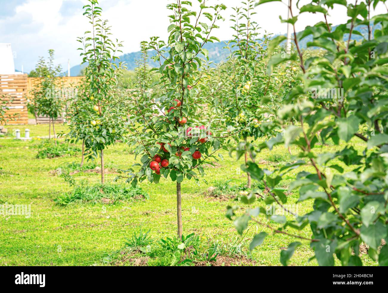 The apples are hanging on the tree Stock Photo - Alamy