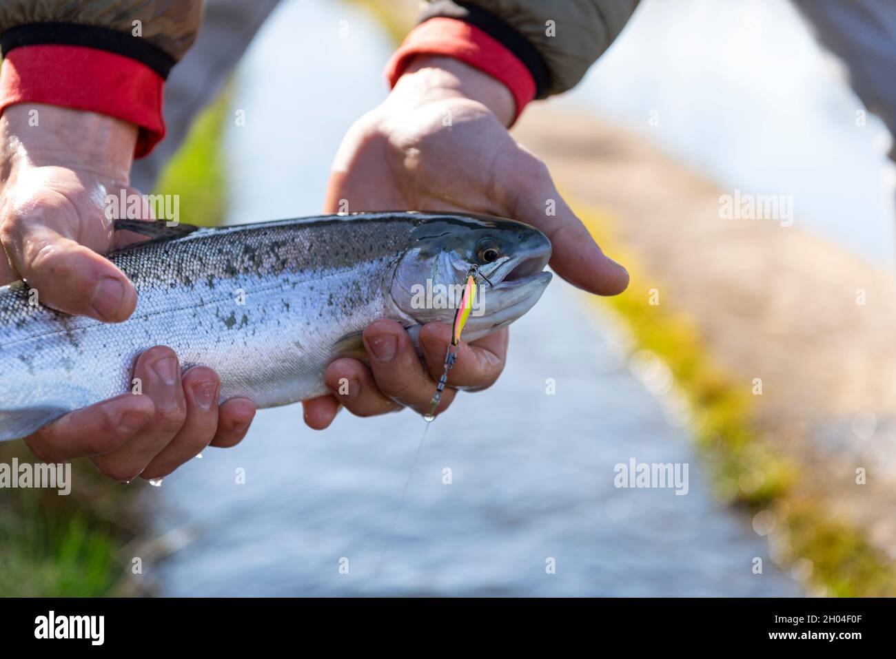 Rainbow trout caught on rotating spinner. Stock Photo