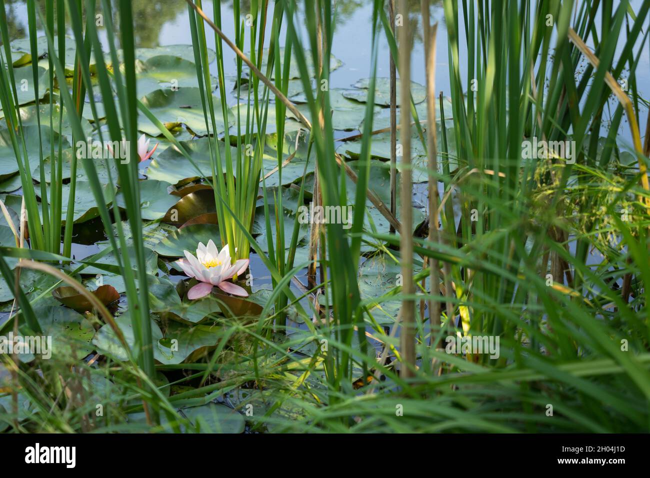 blooming water lily and reed grass in an idyllic pond nature background Stock Photo
