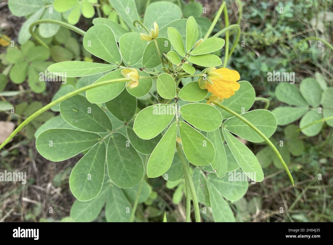 Top view of sicklepod (Senna obtusifolia, foetid cassia) plant with yellow flowers Stock Photo