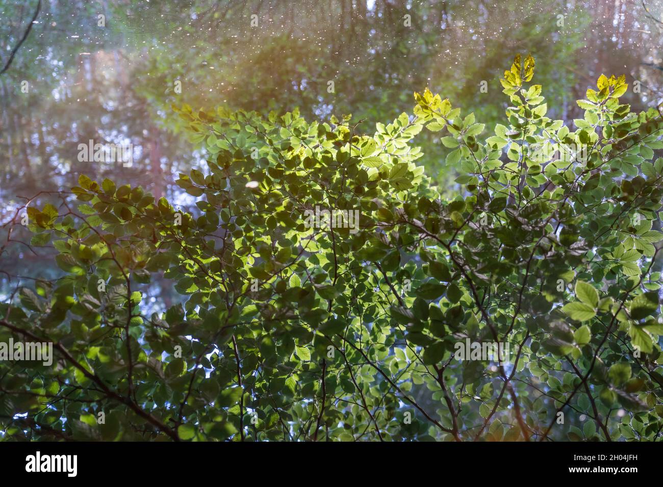 dreamlike summer reflection of green beech leaves in calm water of a remote forest lake Stock Photo