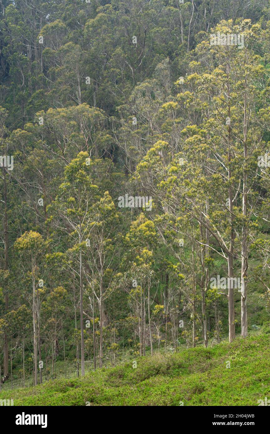 Eucalyptus forest in the Sueve mountains in Asturias, northern spain. Stock Photo