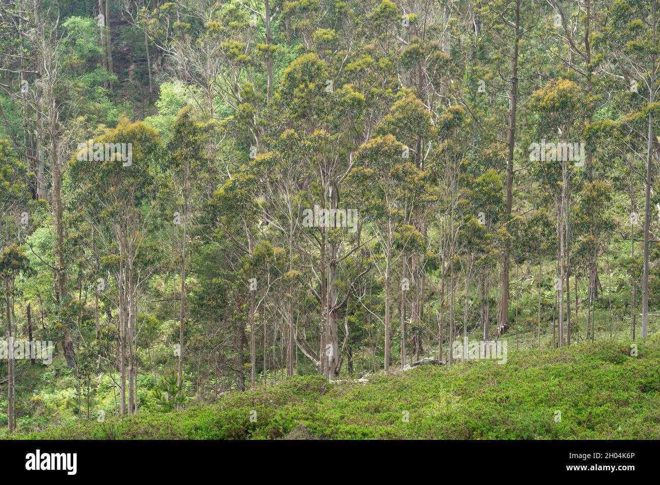 Eucalyptus forest in the Sueve mountains in Asturias, northern spain. Stock Photo