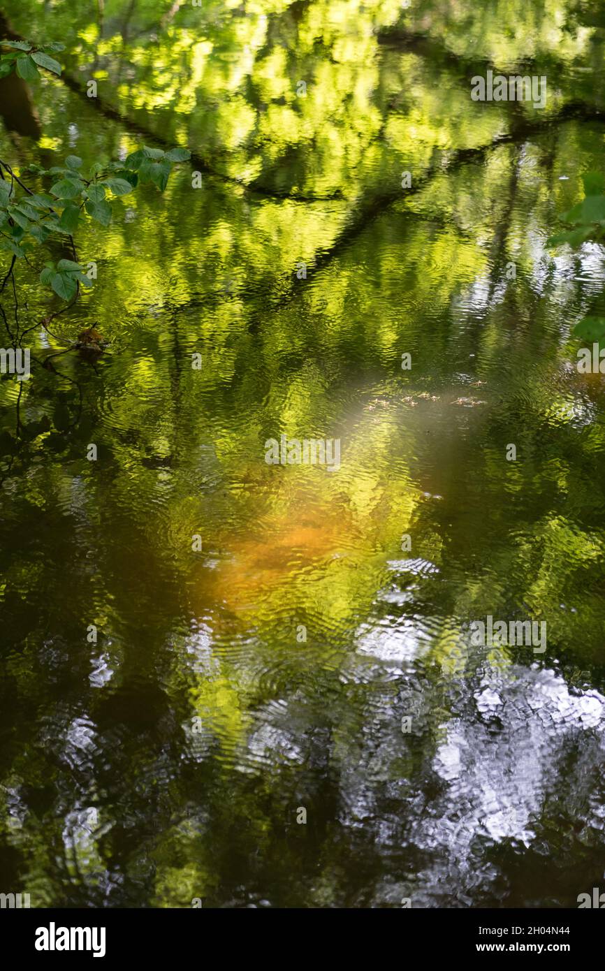 magical golden green summer reflection of leaves and sunlight in calm water abstract nature background Stock Photo