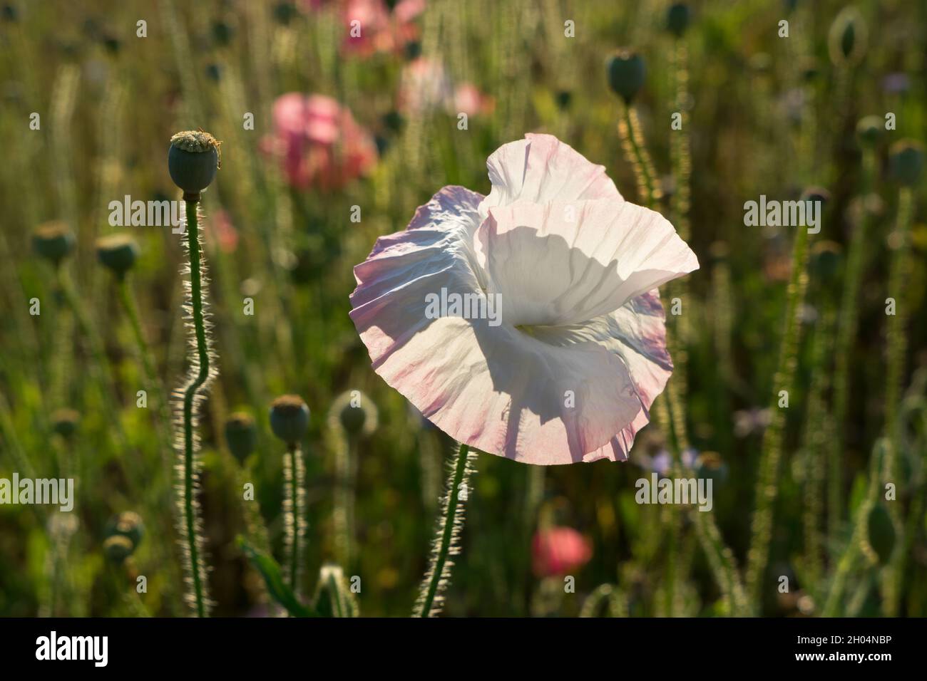 beautiful bright white poppy flower and green grass in the summer sunlight floral close-up Stock Photo