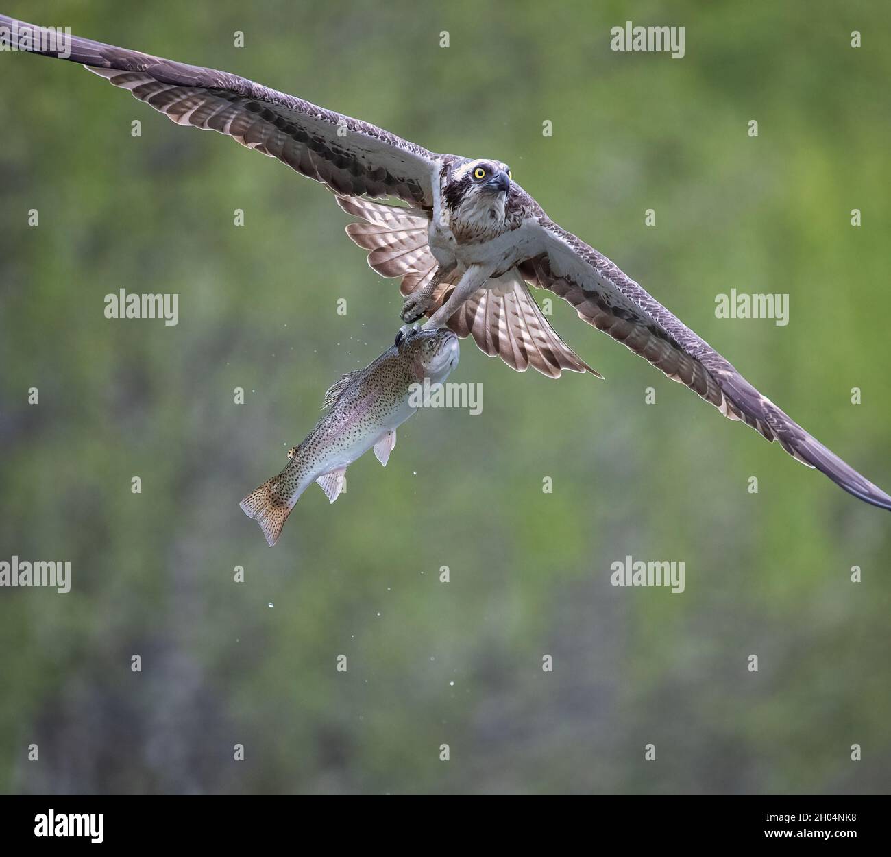 Osprey flying with a recently caught rainbow trout from a lochen in Aviemore, Scotland Stock Photo