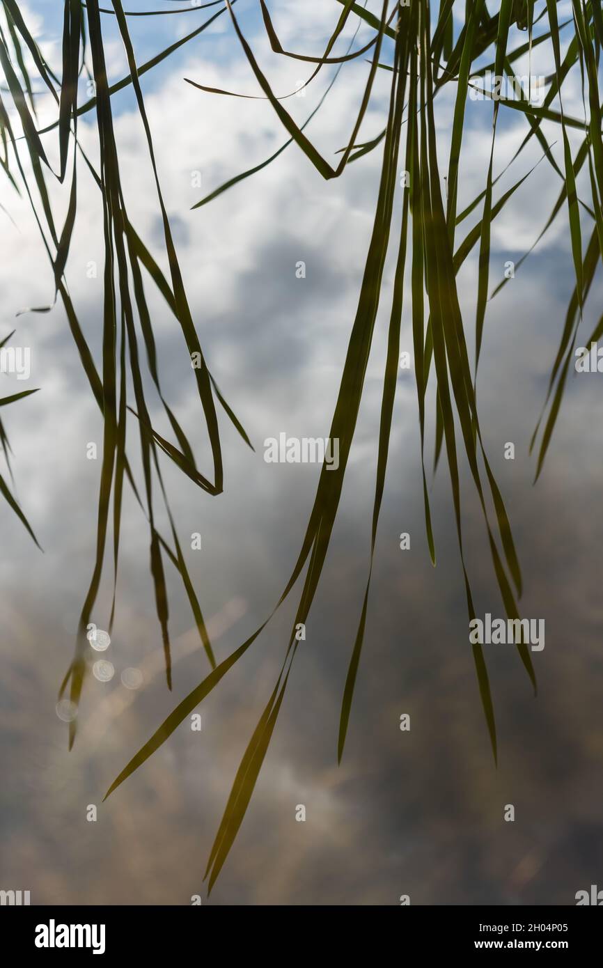 abstract reflection of dark reed leaves and clouds in calm water ...