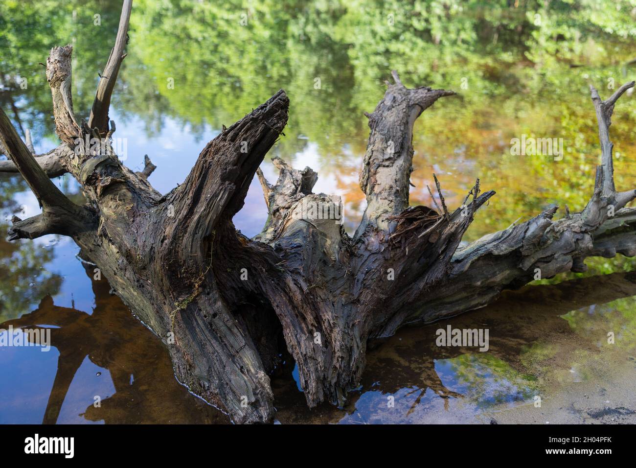 old wood of a root and reflection in the water of a remote lake in the forest magical nature Stock Photo