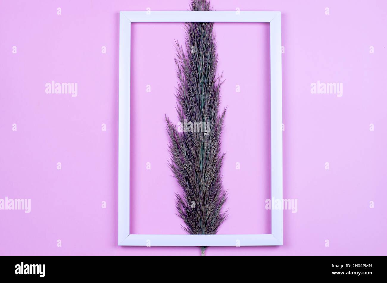 Reed frame hi-res stock photography and images - Alamy