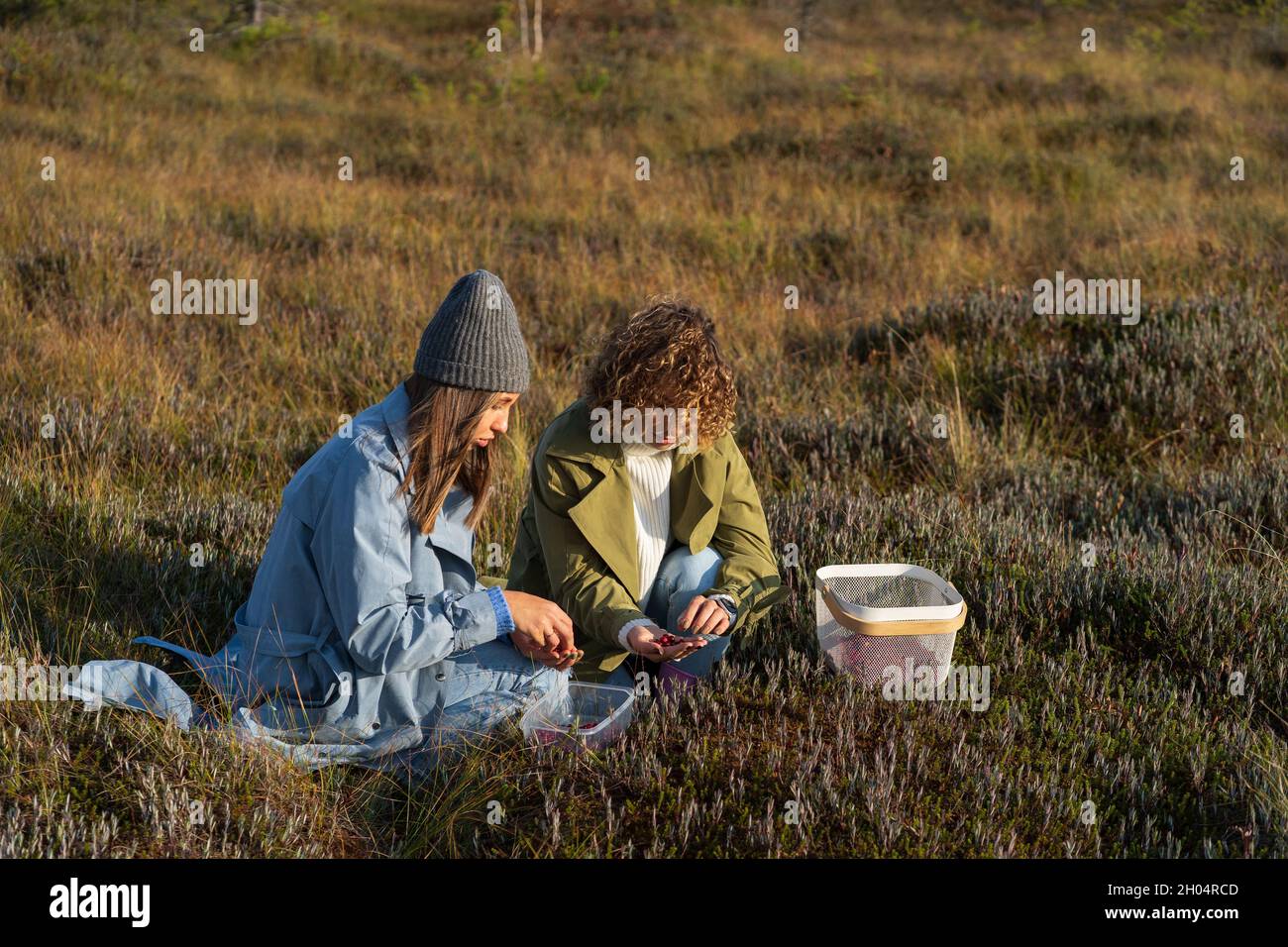 Young women picking cranberries on swamp. Two girls autumn weekend