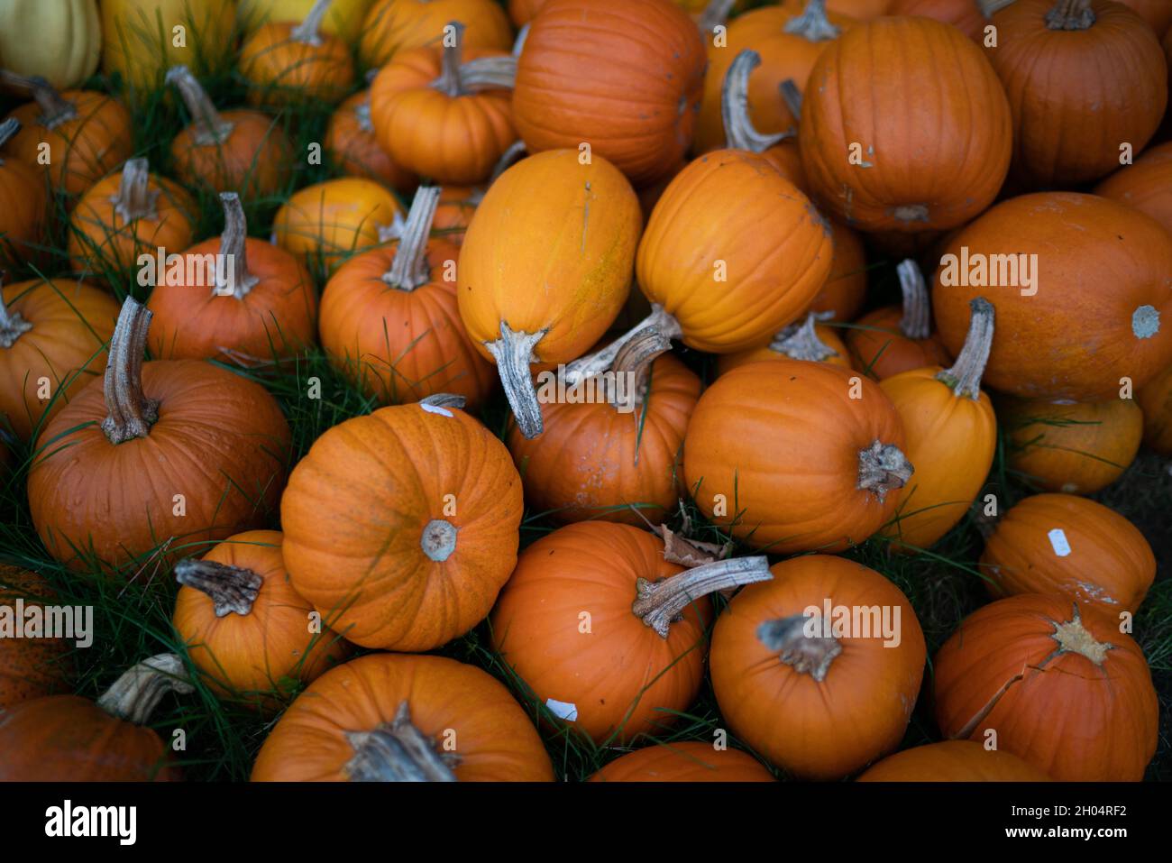 Many orange Pumpkins stacked different sizes Stock Photo