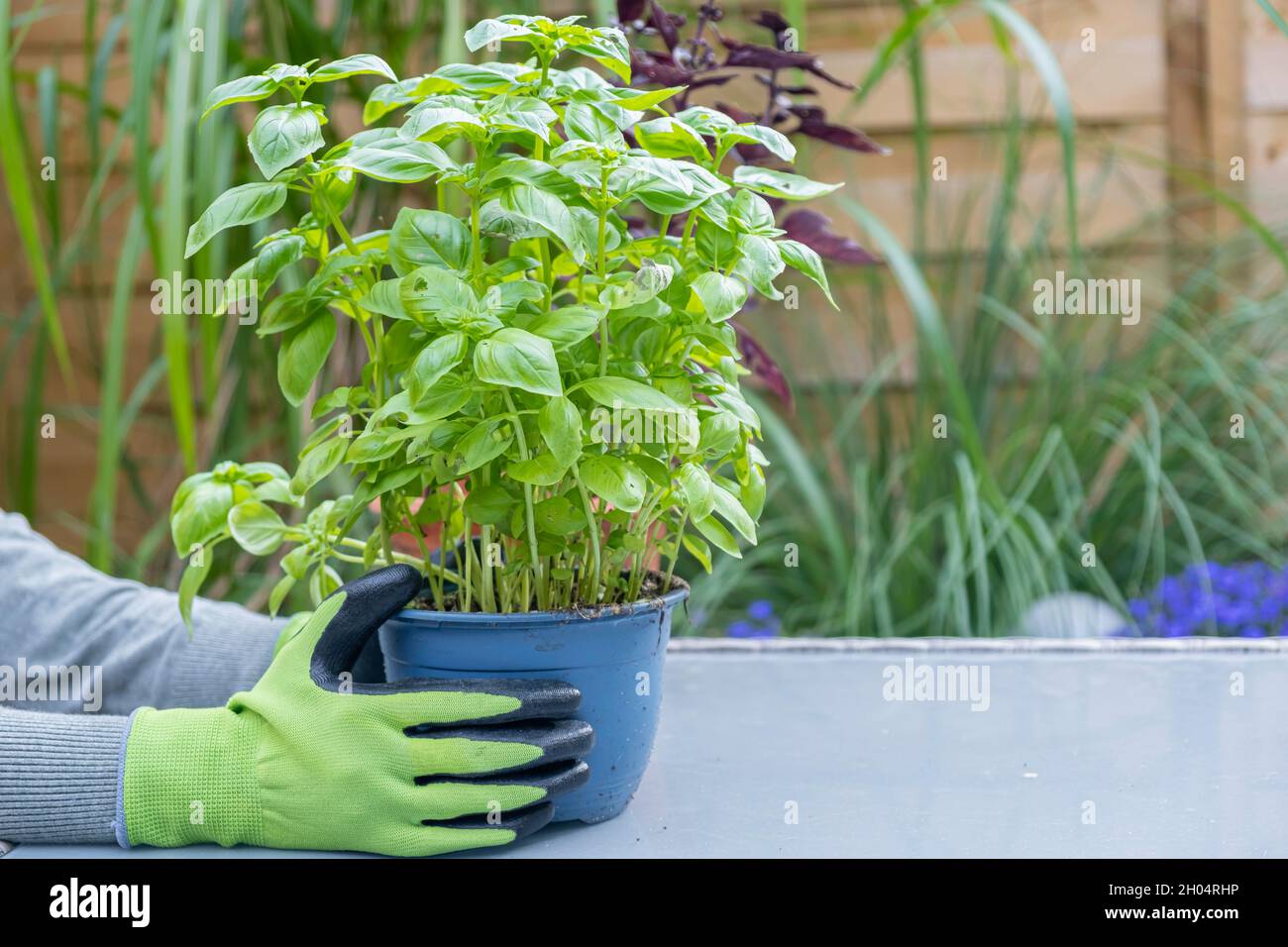Basil transplant. Growing basil in your home garden Stock Photo Alamy
