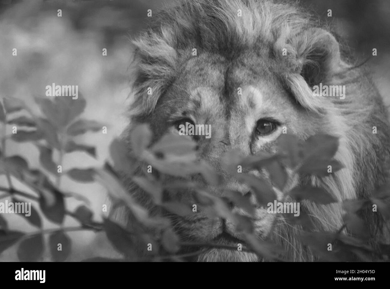 A black and white close up photo of a male lion’s face and head with its eyes clearly in focus staring through leafy bushes straight into the camera. Stock Photo
