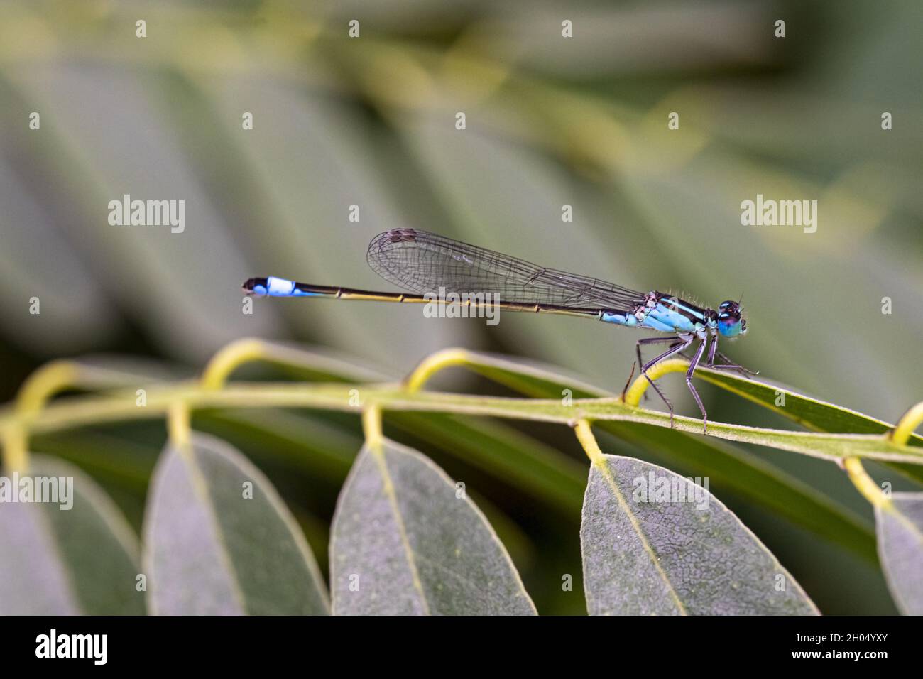 Common dragonfly on a plant Stock Photo - Alamy