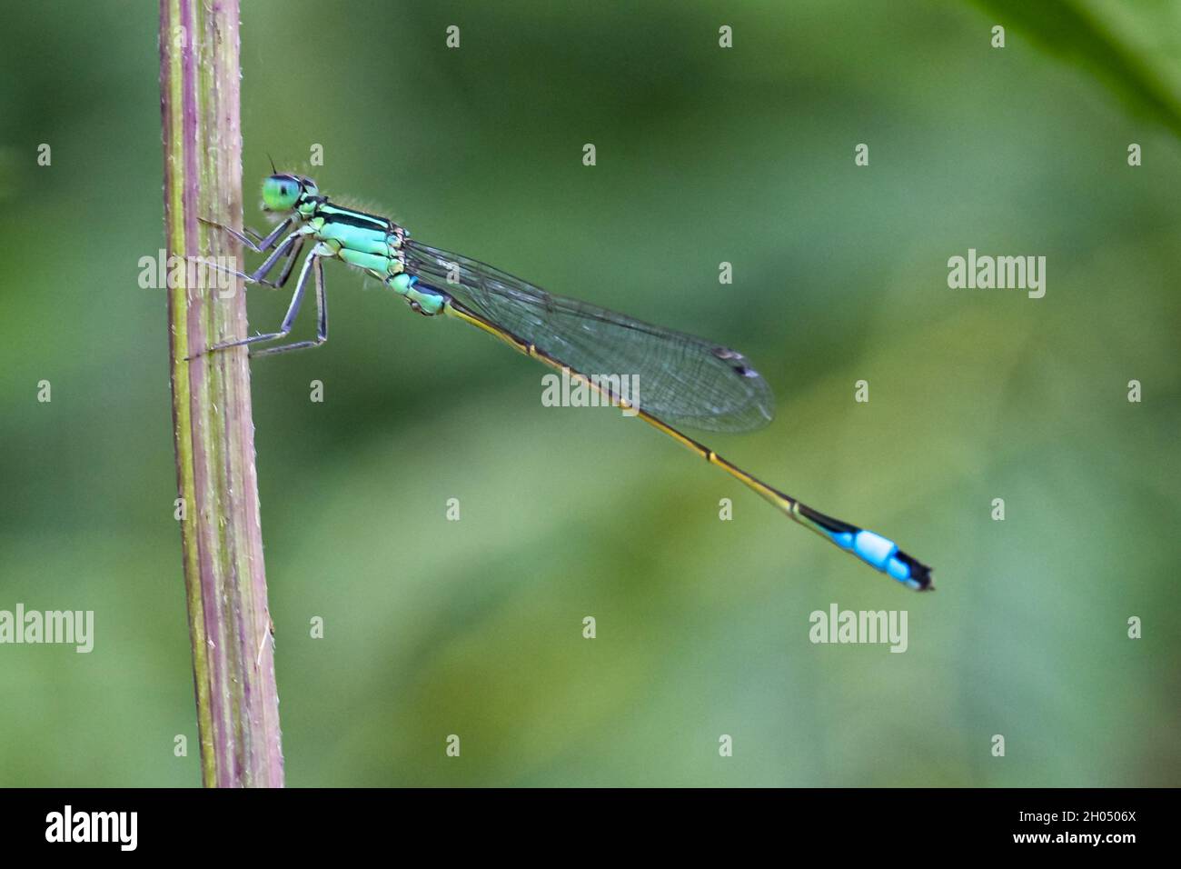 Common dragonfly on a plant Stock Photo - Alamy