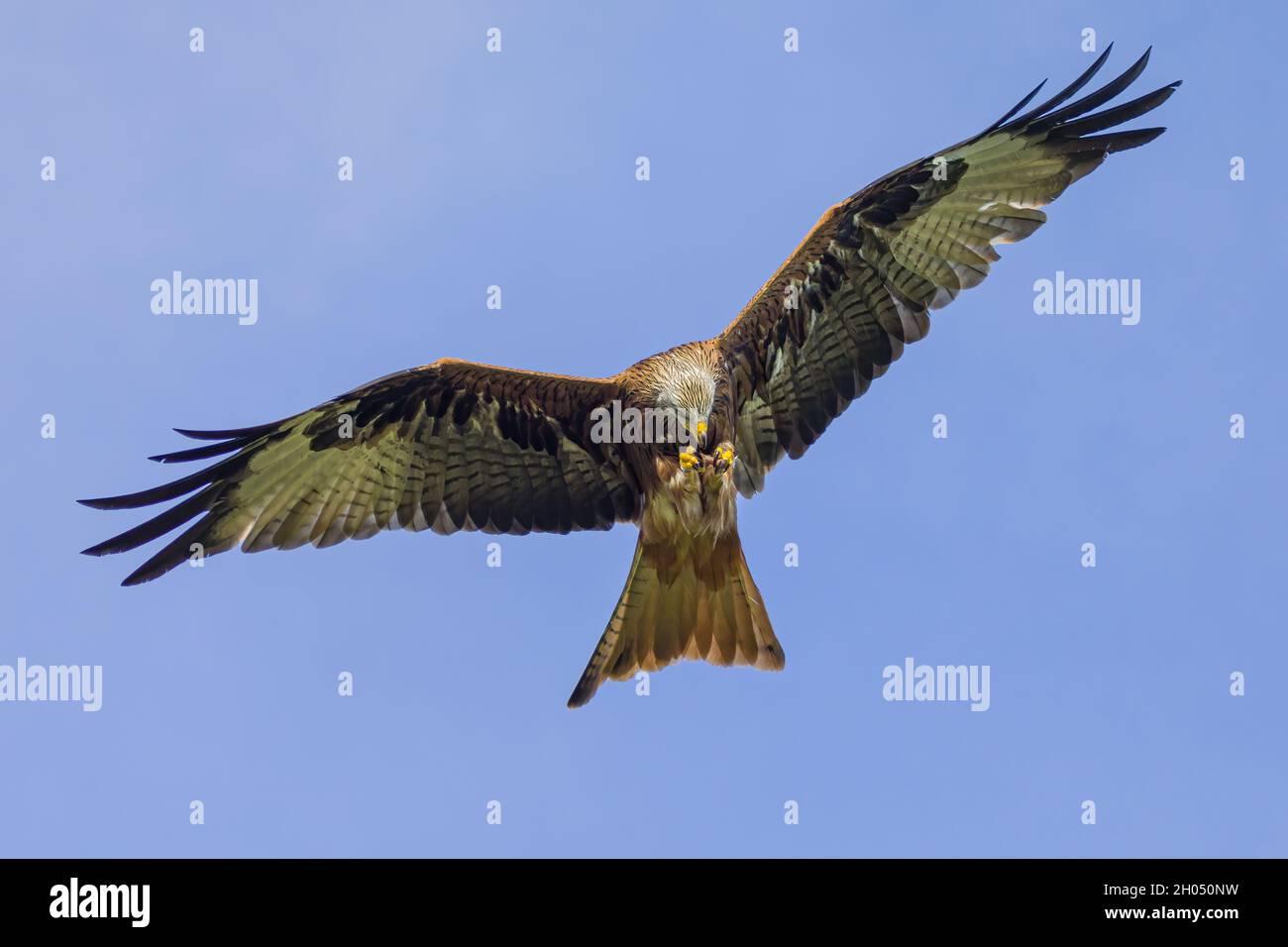 Red kites take their food from their claws into their beak in flight. Stock Photo