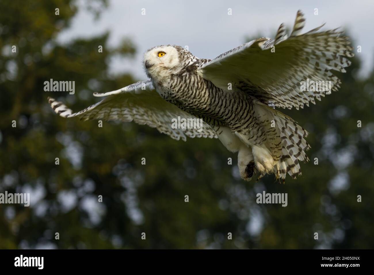 A beautiful snowy owl flying when twilight starts to fall Stock Photo