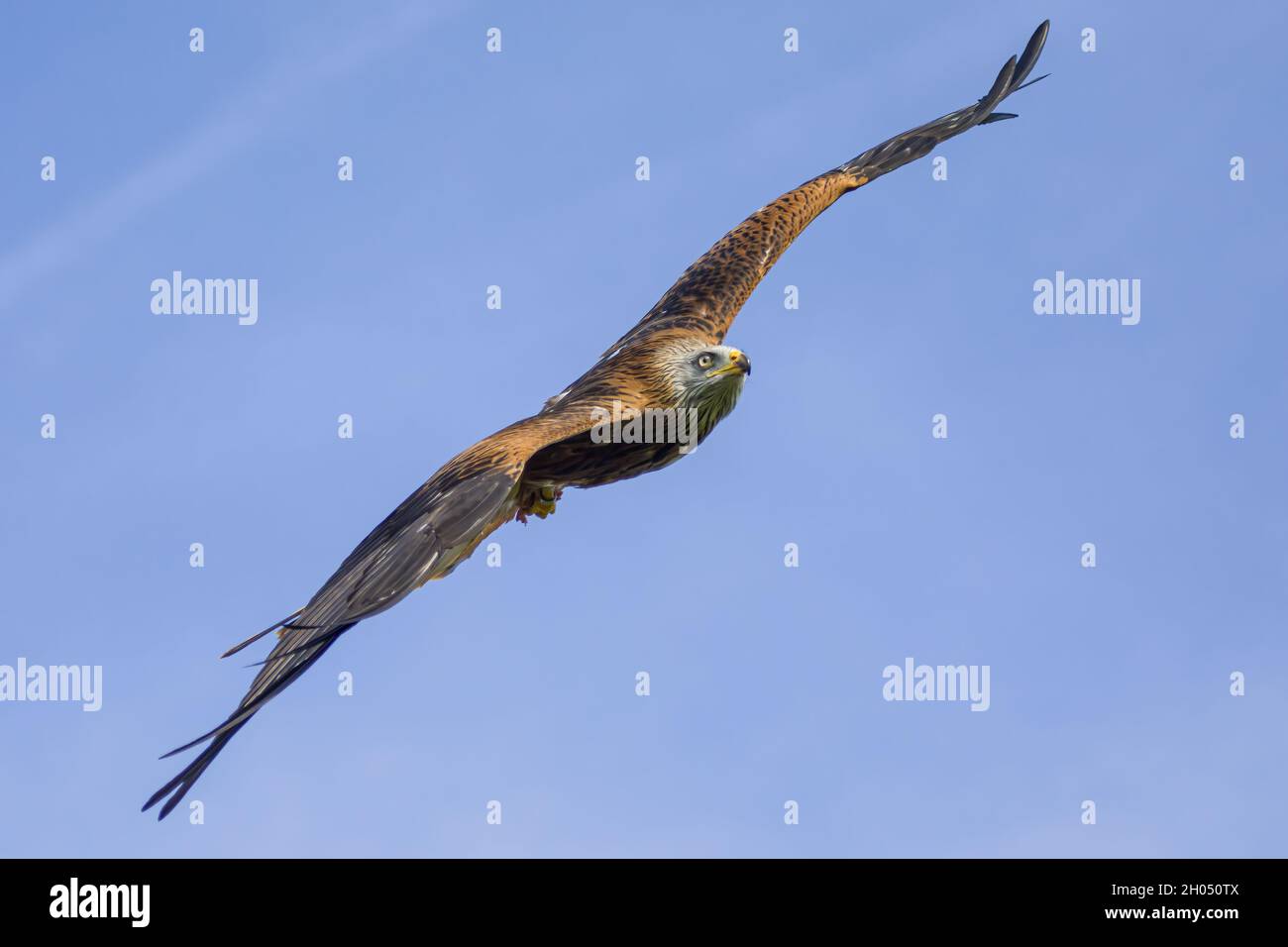 A Red kite in flight with it's wings spread Stock Photo