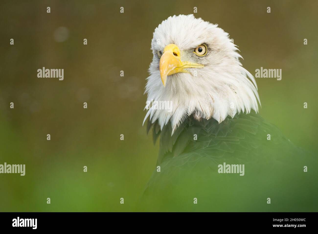The shark eyes of a Bald eagle is watching it's environment. The bird of prey is slightly obscured by foliage. Stock Photo