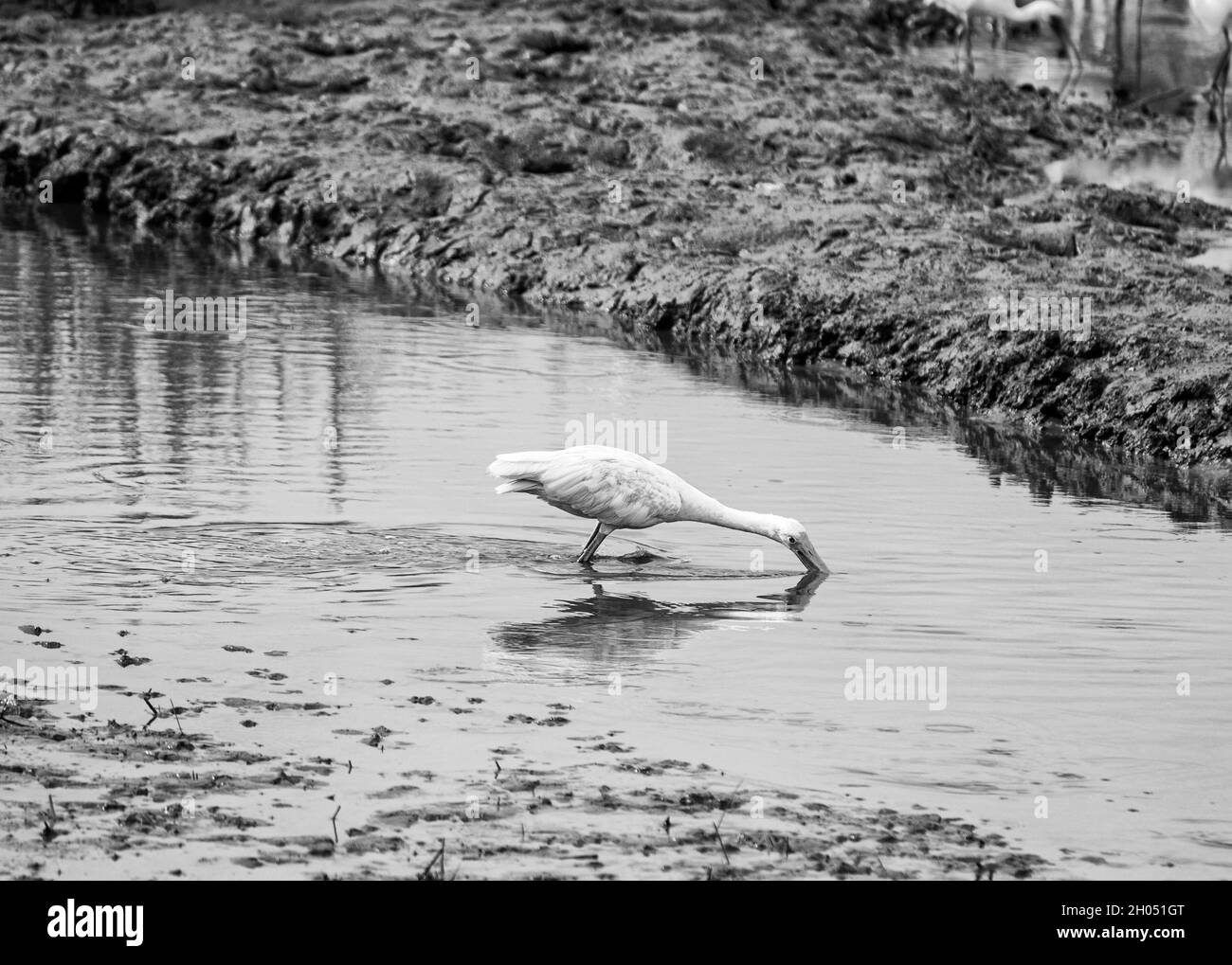 details-show-better-in-black-and-white-stock-photo-alamy
