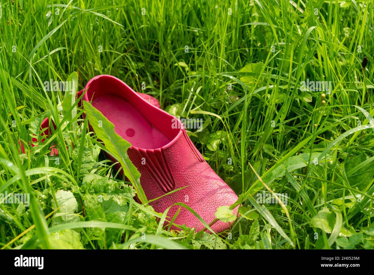 A pair of pink rubber galoshes in the green grass Stock Photo