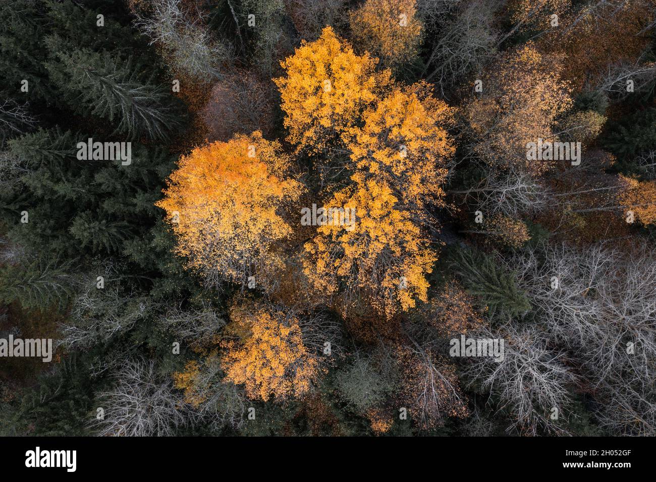 Colorful fall foliage in boreal forest aka taiga in nordic countries Stock Photo
