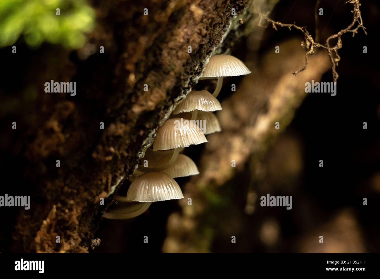 Small delicate wild mushrooms growing underneath a log in the forest. Stock Photo