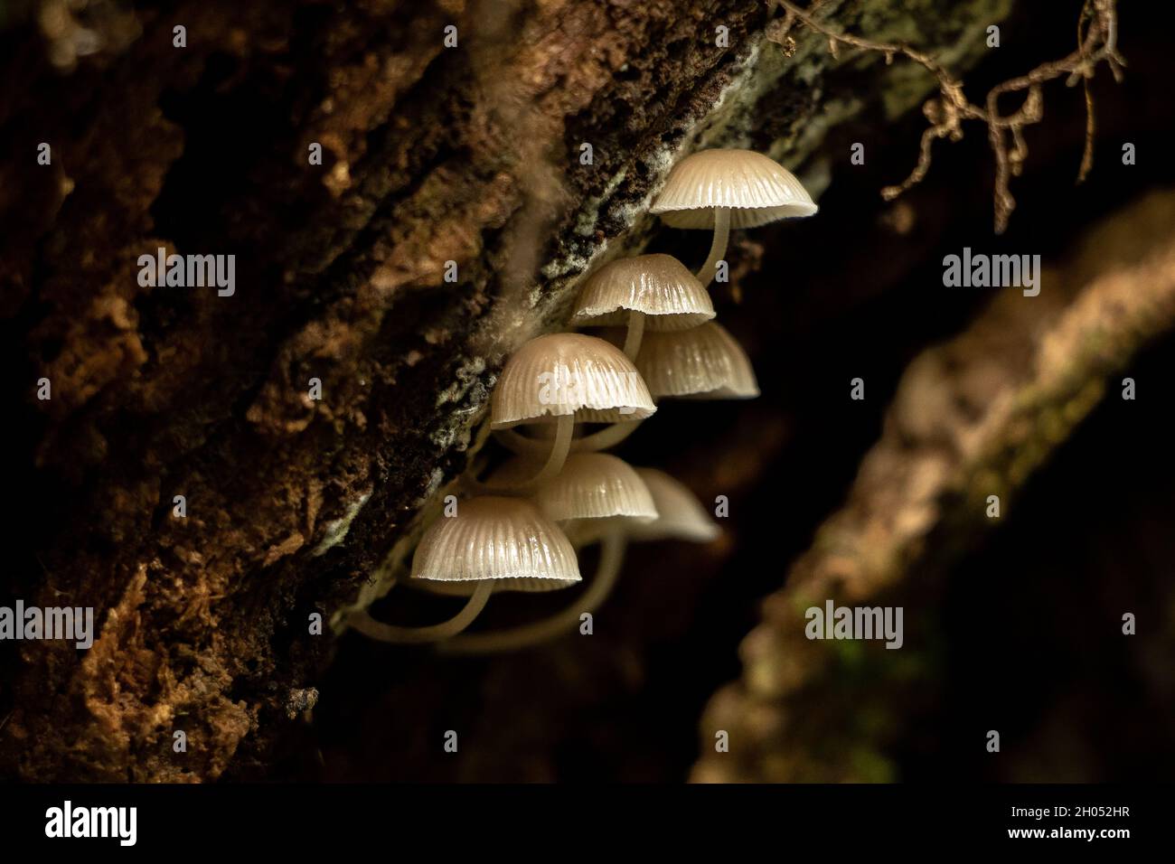 Small delicate wild mushrooms growing underneath a log in the forest. Stock Photo