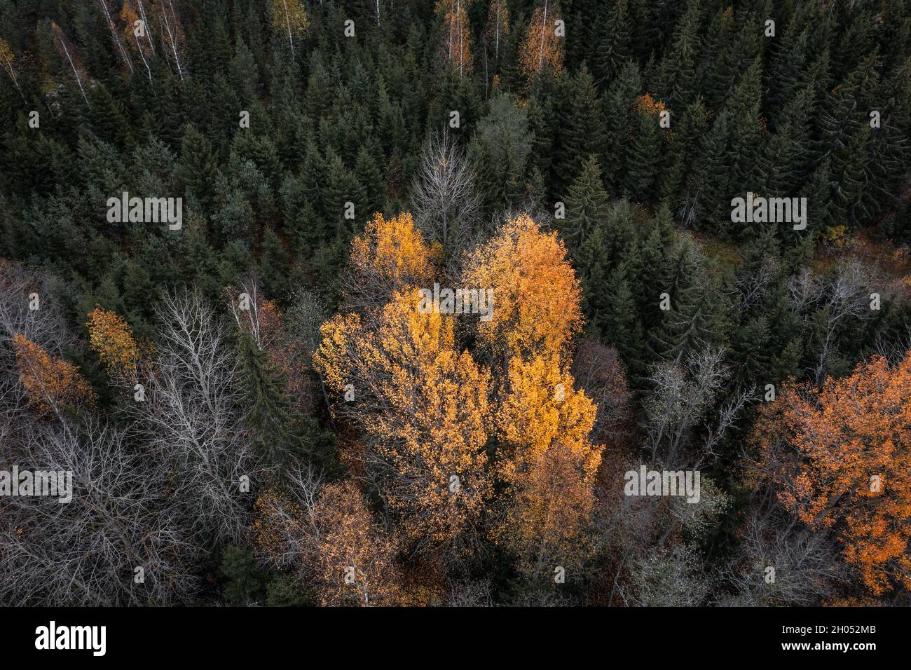 Colorful fall foliage in boreal forest aka taiga in nordic countries Stock Photo