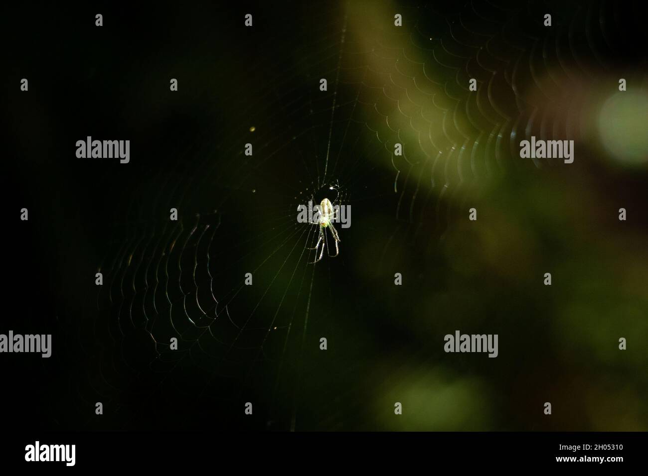 A small white spider in the centre of its web in the morning light. Stock Photo