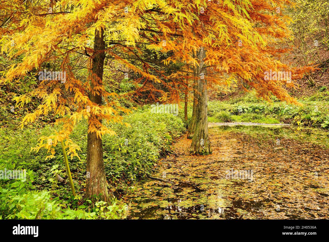 Swamp cypresses (Taxodium distichum) in autumn colors in a pond. Exotic forest in Weinheim, Baden-Wurttemberg, Germany. Stock Photo