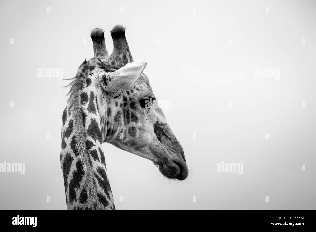 A black and white image of an African giraffe. Taken in the Kruger National Park, South Africa. Stock Photo