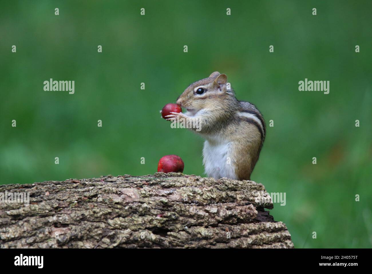 Eastern Chipmunk in Fall finding crabapple fruits to eat Stock Photo