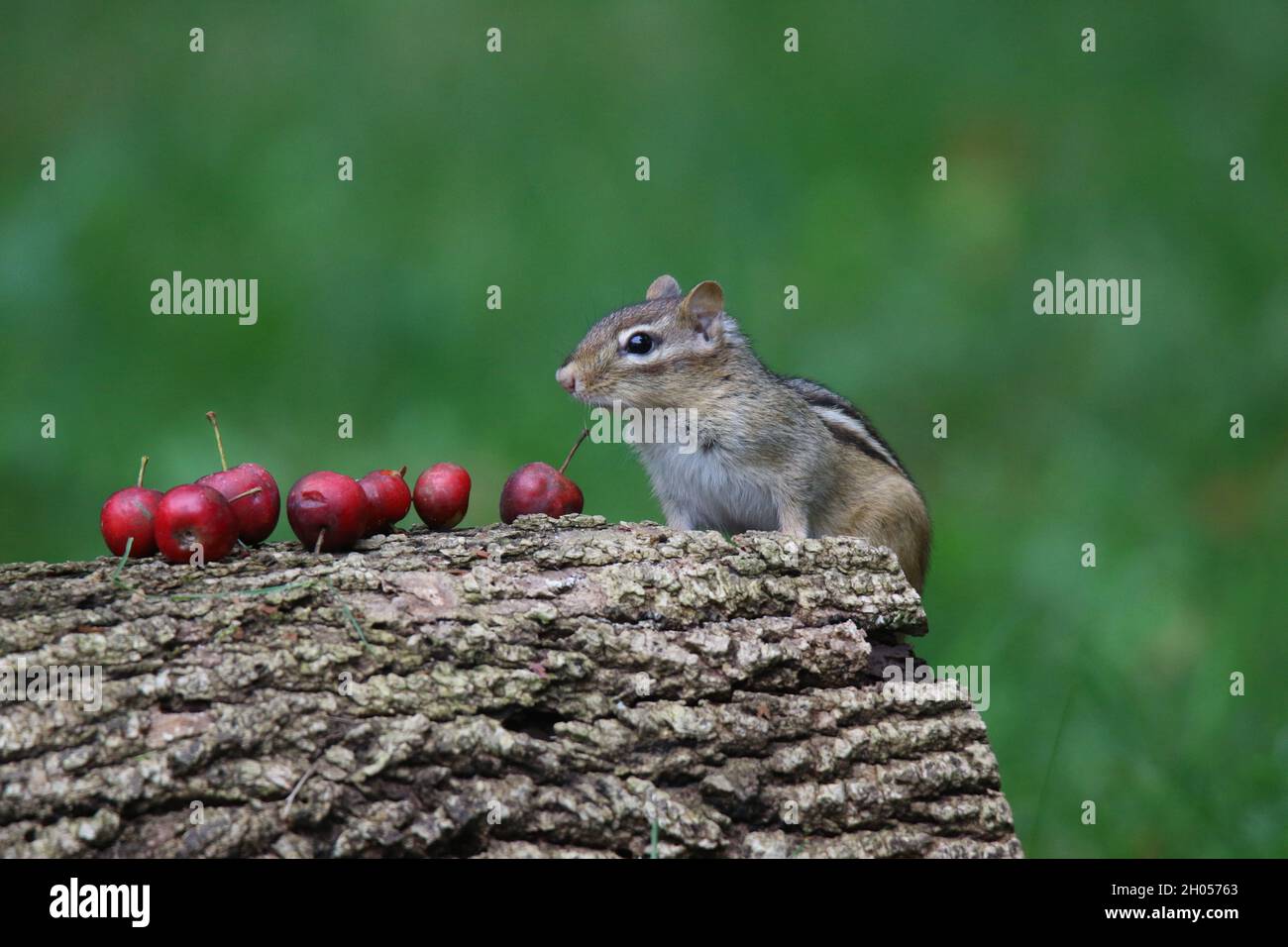 Eastern Chipmunk in Fall finding crabapple fruits to eat Stock Photo