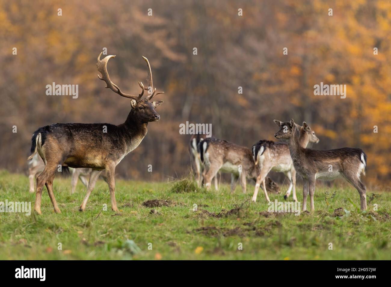 Bunch of fallow deer observing on glade in autumn. Stock Photo