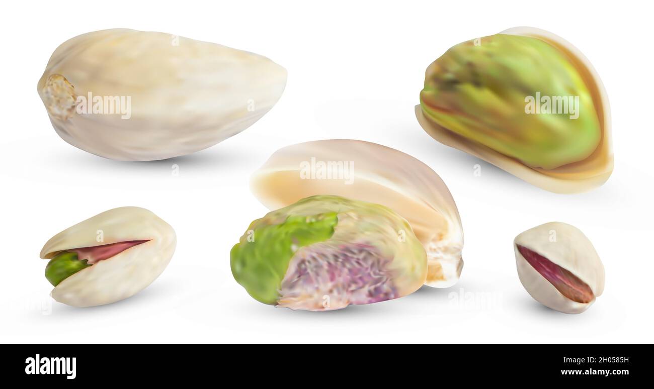 Vector pistachios nuts and dry shell. Realistic 3d kernel. Salted