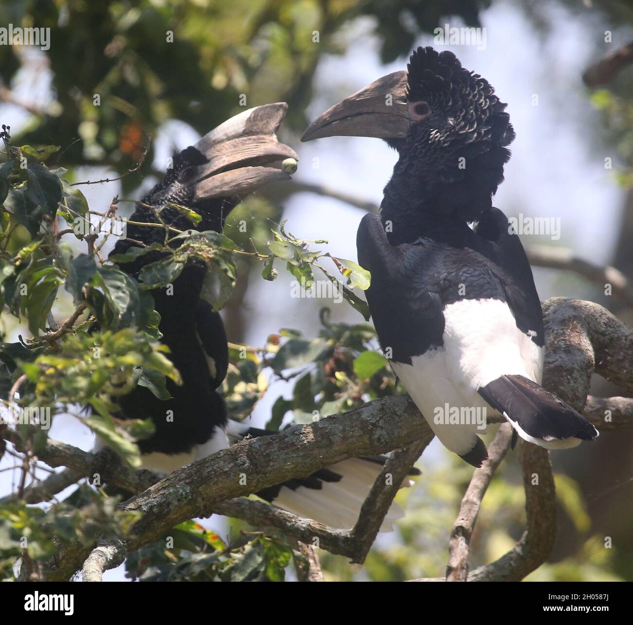 Black-and-white-casqued hornbills (Bycanistes subcylindricus) on Bulago Island, Lake VIctoria, Uganda Stock Photo
