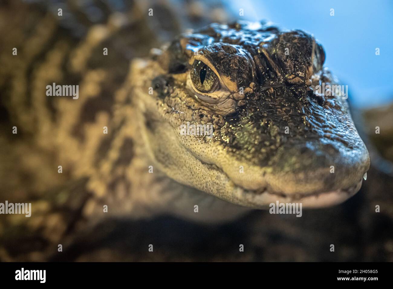 Close-up of a staring alligator (Alligator mississippiensis) at the GTM Research Reserve Visitors Center in Ponte Vedra Beach, Florida. (USA) Stock Photo