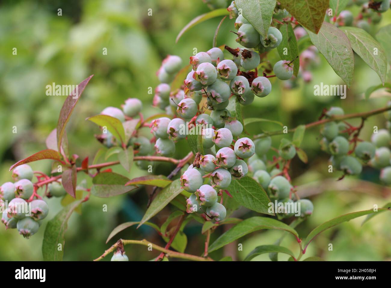 Blueberries, Vaccinium corymbosum, green berries ripening on a blueberry bush Stock Photo